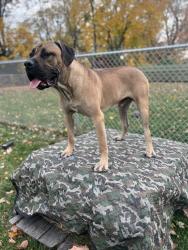 Lost Male Dog last seen Calumet city, Calumet City, IL 60409