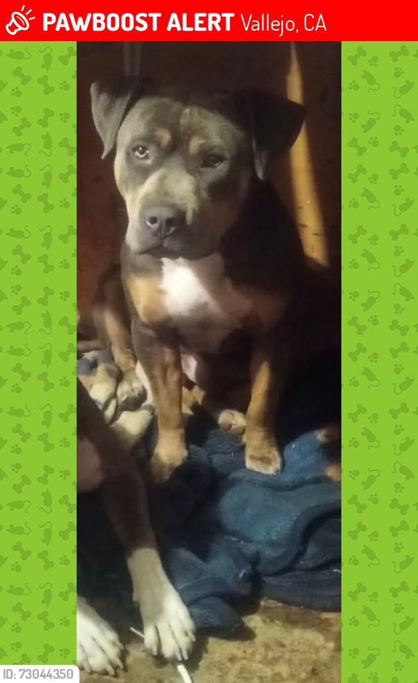 Lost Male Dog last seen Springs road, Vallejo, CA 94591