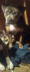 Lost Male Dog last seen Springs road, Vallejo, CA 94591
