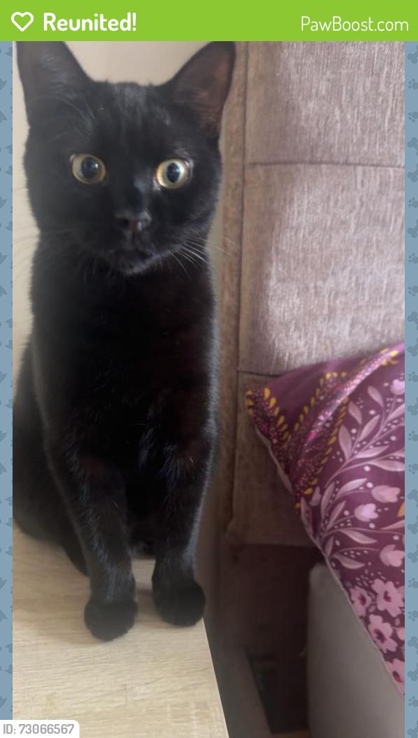 Reunited Male Cat last seen Boyce Crescent nr Wishart Green, Old Farm Park, England MK7