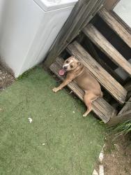 Lost Female Dog last seen Pleasant Hill Road, Marshall County, AL 35950