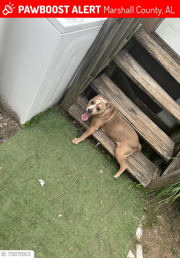 Lost Female Dog last seen Pleasant Hill Road, Marshall County, AL 35950