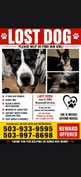 Lost Female Dog last seen 102nd Ne Shaver St. Maywood Park, Portland, OR 97212