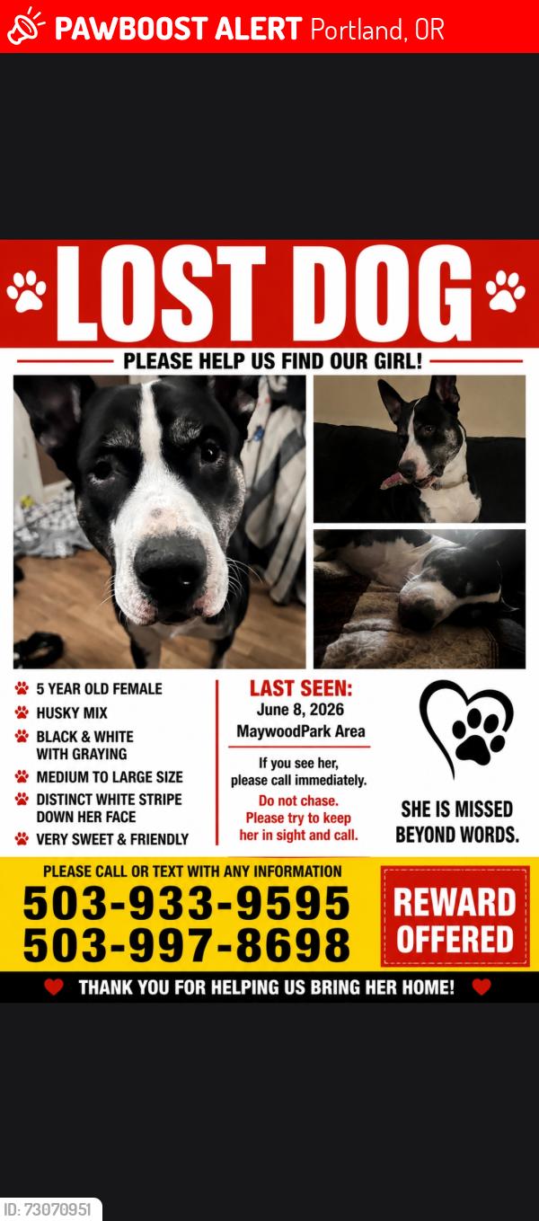 Lost Female Dog last seen 102nd Ne Shaver St. Maywood Park, Portland, OR 97212