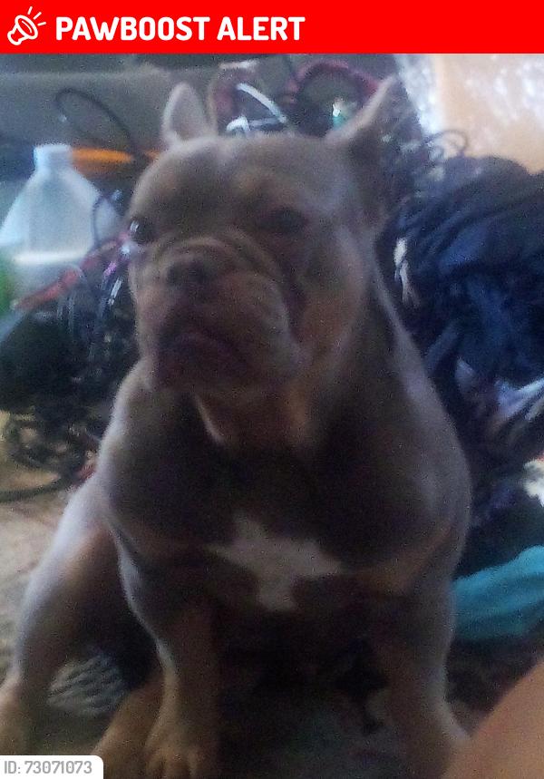 Lost Female Dog last seen Palm , hacienda the alley behind liveries, Desert Hot Springs, CA 92240