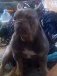 Lost Female Dog last seen Palm , hacienda the alley behind liveries, Desert Hot Springs, CA 92240