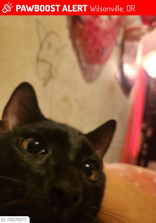Lost Male Cat last seen willsonville road, Wilsonville, OR 97070