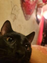 Lost Male Cat last seen willsonville road, Wilsonville, OR 97070