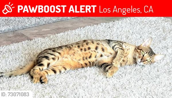 Lost Male Cat last seen HOLLYWOOD, Los Angeles, CA 90028