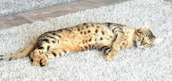 Lost Male Cat last seen HOLLYWOOD, Los Angeles, CA 90028