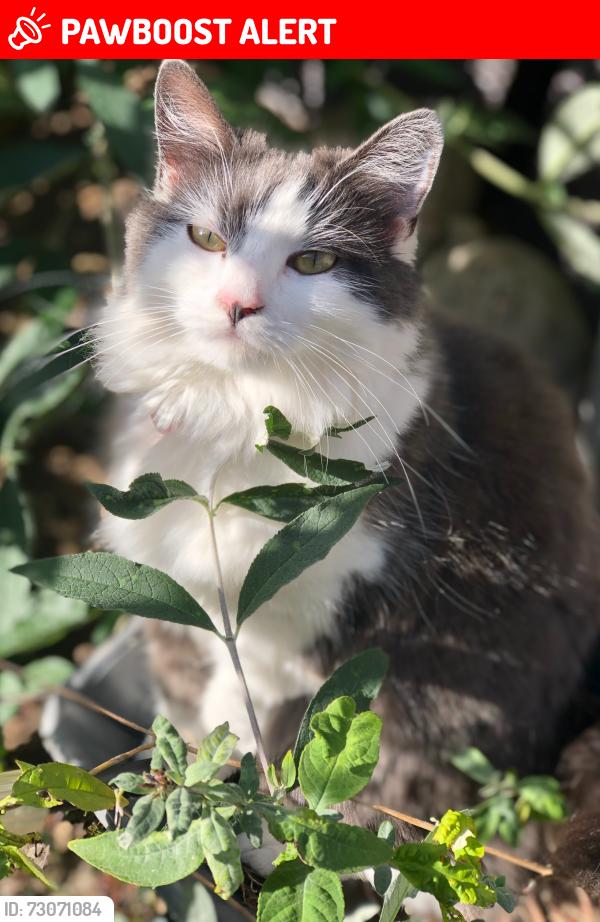 Lost Female Cat last seen Witham faulkbourne white notley , White Notley, England CM8 1SE