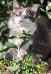 Lost Female Cat last seen Witham faulkbourne white notley , White Notley, England CM8 1SE