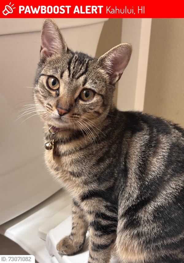 Lost Female Cat last seen Ani St, Kahului, HI 96732