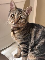 Lost Female Cat last seen Ani St, Kahului, HI 96732