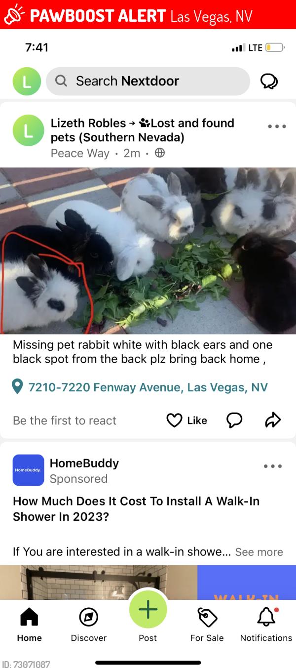 Lost Unknown Rabbit last seen Spring valley, Las Vegas, NV 89147