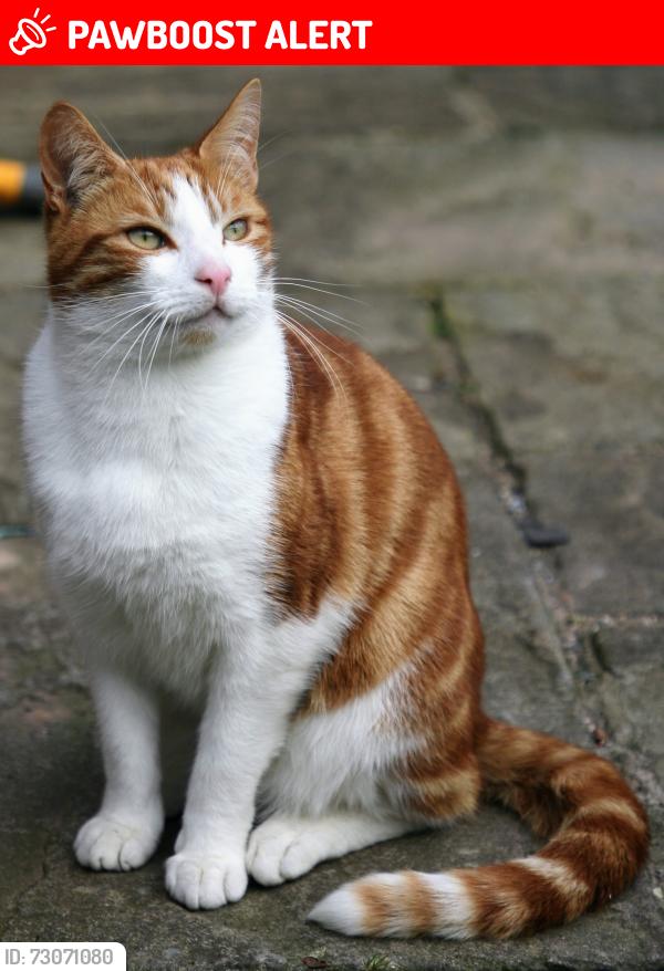 Lost Male Cat last seen Heapey Road, Lancashire, England PR6 9BH