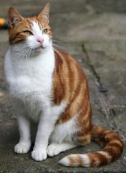 Lost Male Cat last seen Heapey Road, Lancashire, England PR6 9BH