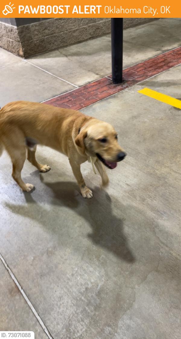 Found/Stray Male Dog last seen Western and memorial, Oklahoma City, OK 73114