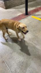 Found/Stray Male Dog last seen Western and memorial, Oklahoma City, OK 73114