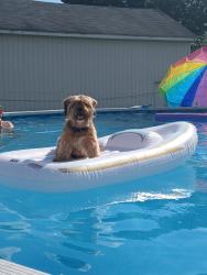 Reunited Male Dog last seen Near Baptist Church Rd, Spring City, PA 19475, USA, Spring City, PA 19475
