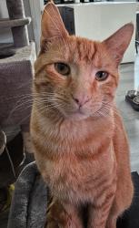 Lost Male Cat last seen Vernon and Avalon, Los Angeles, CA 90011