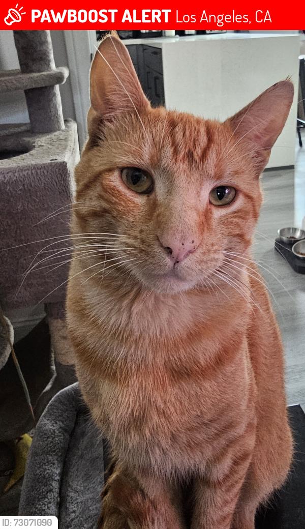 Lost Male Cat last seen Vernon and Avalon, Los Angeles, CA 90011