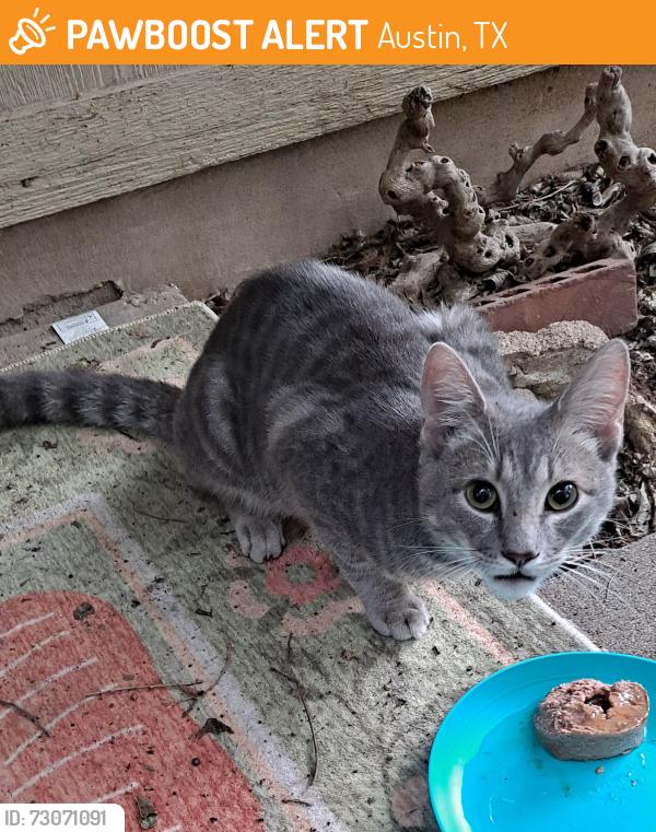 Found/Stray Unknown Cat last seen S 1st St/Dittmar/Blue Haven, Austin, TX 78748