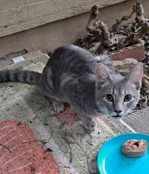 Found/Stray Unknown Cat last seen S 1st St/Dittmar/Blue Haven, Austin, TX 78748