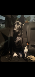 Found/Stray Female Dog last seen Willowbrook and Compton, Compton, CA 90220