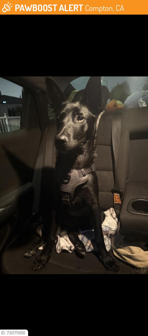 Found/Stray Female Dog last seen Willowbrook and Compton, Compton, CA 90220