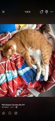 Lost Male Cat last seen River Avenue and Noxon street, Patchogue, NY 11772
