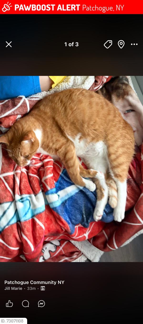 Lost Male Cat last seen River Avenue and Noxon street, Patchogue, NY 11772