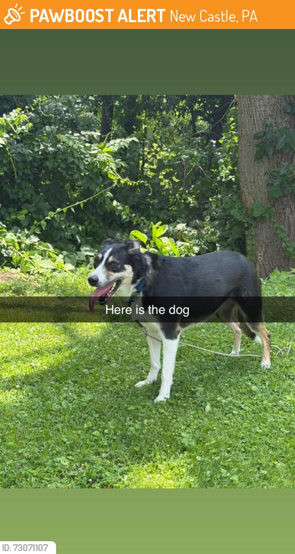 Found/Stray Unknown Dog last seen New Castle, New Castle, PA 16105
