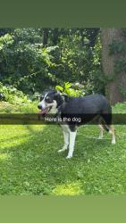 Found/Stray Unknown Dog last seen New Castle, New Castle, PA 16105