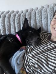 Shelter Stray Male Dog last seen Near Kingsbridge Avenue, BRONX, NY, 10463, 326 E 110th St, New York, NY 10029, USA