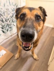Found/Stray Male Dog last seen Knightsway Dr, Houston, TX 77083