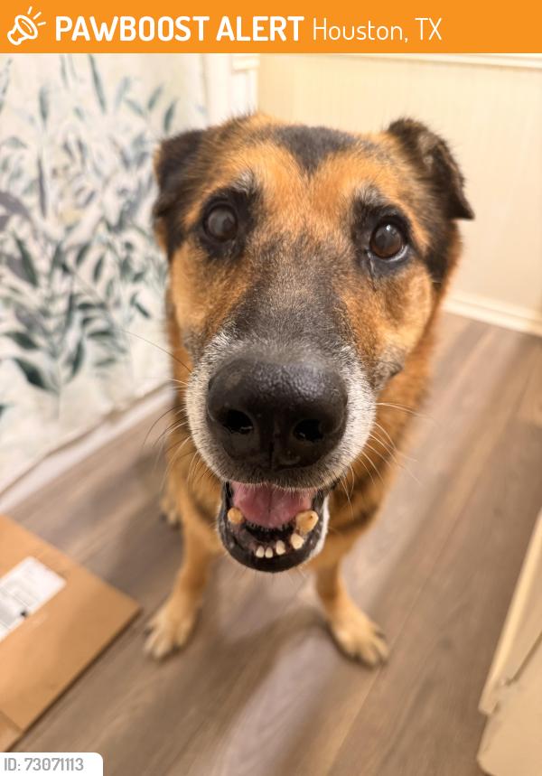 Found/Stray Male Dog last seen Knightsway Dr, Houston, TX 77083