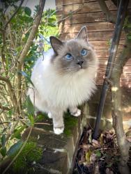 Reunited Male Cat last seen Crow lane, Unstone, England 