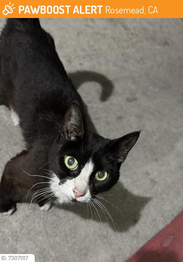 Found/Stray Male Cat last seen At the back of the Motel 6 Rosemead, Rosemead, CA 91770