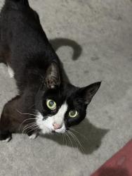 Found/Stray Male Cat last seen At the back of the Motel 6 Rosemead, Rosemead, CA 91770