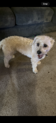Found/Stray Male Dog last seen Poplar, Sharon Hill, PA 19079