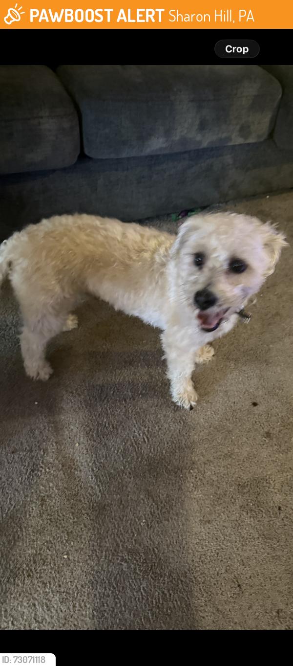 Found/Stray Male Dog last seen Poplar, Sharon Hill, PA 19079