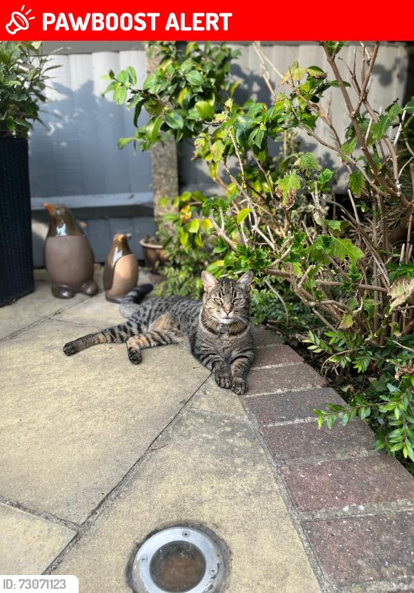 Lost Male Cat last seen Grovewood place , Woodford Green, England IG8 8PX