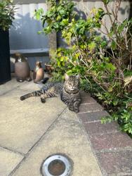 Lost Male Cat last seen Grovewood place , Woodford Green, England IG8 8PX