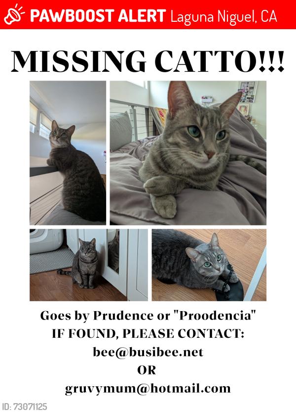 Lost Female Cat last seen Near Avenida de los Ninos, Laguna Niguel, Laguna Niguel, CA 92677