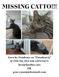 Lost Female Cat last seen Near Avenida de los Ninos, Laguna Niguel, Laguna Niguel, CA 92677