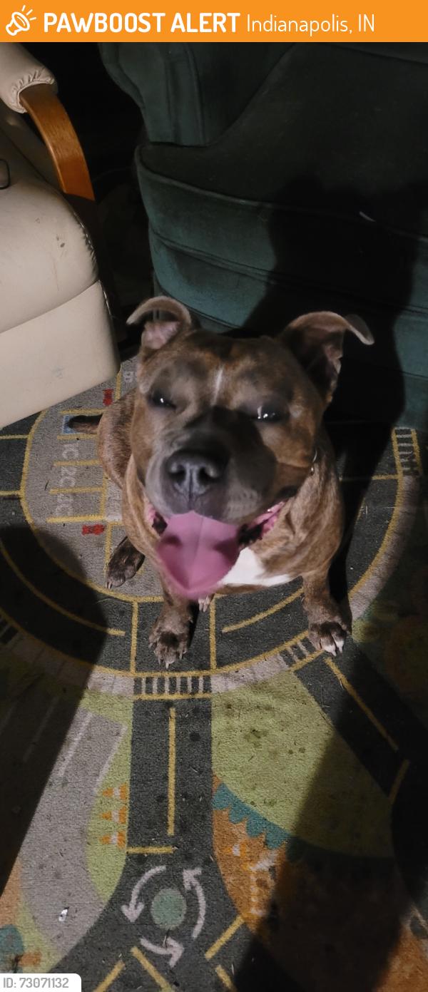 Found/Stray Female Dog last seen W 72nd St and Purdy Street, Indianapolis, IN 46268