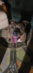 Found/Stray Female Dog last seen W 72nd St and Purdy Street, Indianapolis, IN 46268