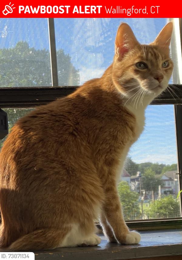 Lost Male Cat last seen Parker Place apmts complex, Wallingford, CT 06492