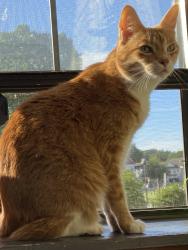 Lost Male Cat last seen Parker Place apmts complex, Wallingford, CT 06492